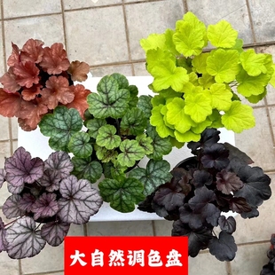 矾根花多年生植物阳台花园调色花颜色色多艳丽