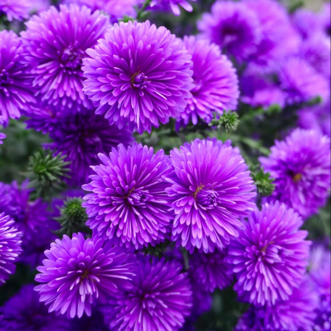 翠菊紫菀花  多年生宿根植物 耐热耐寒花盆栽地栽阳台庭院好养