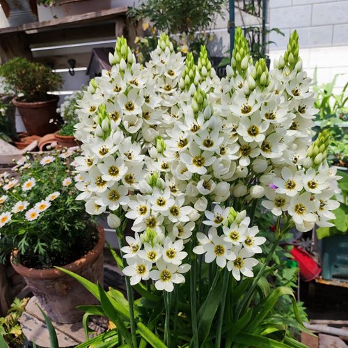 圣心百合花盆栽多年生球根植物花期长可以做鲜切花