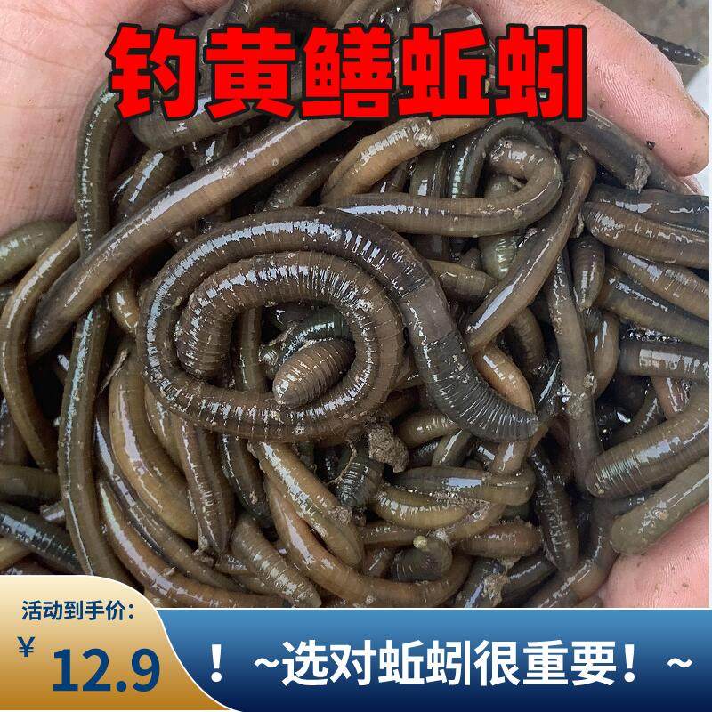 垂钓大蚯蚓活体黑蚯蚓鲜活鱼饵特大号钓黄鳝青蚯蚓活体钓鱼