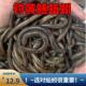 垂钓大蚯蚓活体黑蚯蚓鲜活鱼饵特大号钓黄鳝青蚯蚓活体钓鱼