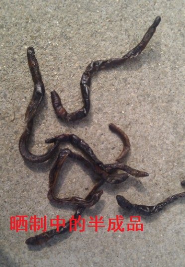 蚯蚓干子/干的蚯蚓/地龙干/天热晾晒未开肚蚯蚓干