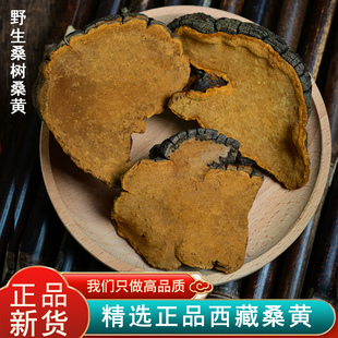 野生桑树桑黄老树桑黄灵芝菌泡茶中药材可切丁西藏桑黄100克