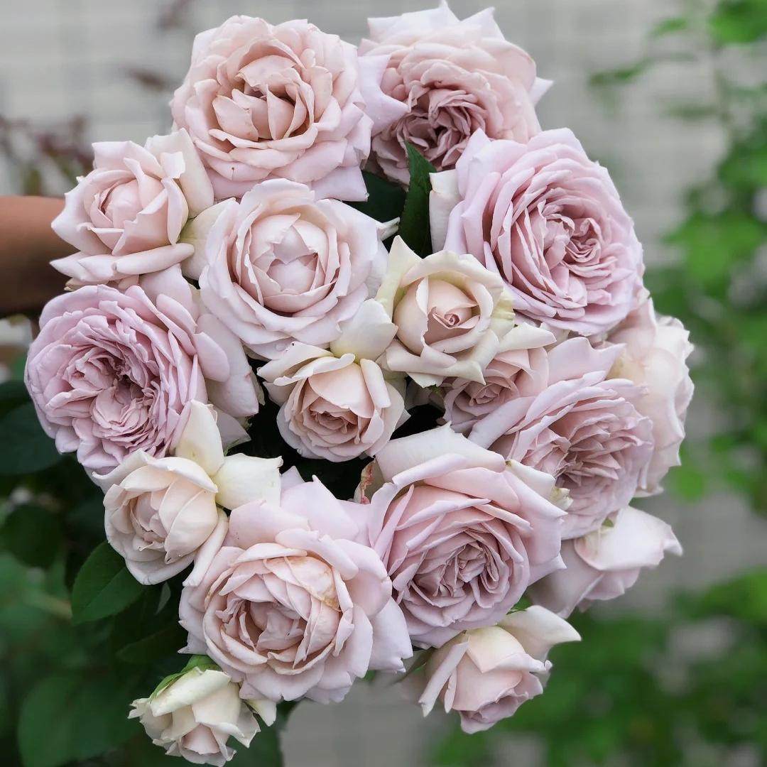 慈善灌木浓香大花丰花勤花多季绿植花卉盆栽地载月季扦插小苗新手,鲜花速递/花卉仿真/绿植园艺,月季/蔷薇/玫瑰,淘宝优惠券,粉丝福利购,淘宝优惠卷