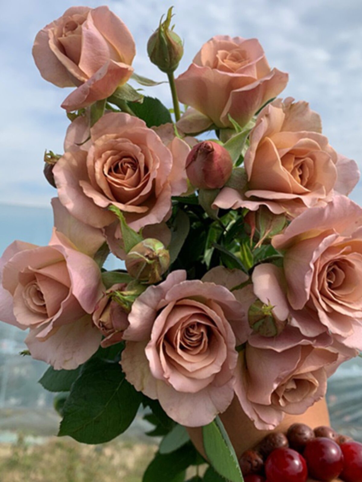 新品月季思念月季多季勤花别墅花园紫色多变盆栽植物小苗