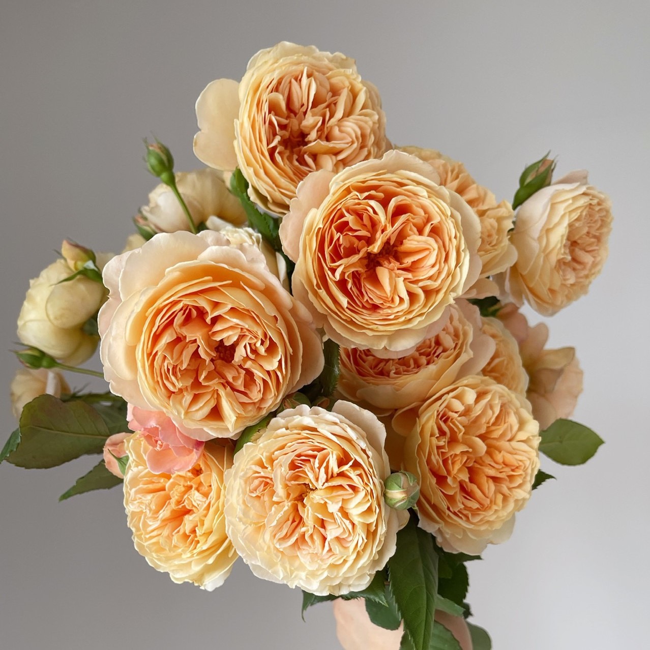 浩田花苑月季花苗玛格丽特王妃(Crown Princess Margareta)-封面