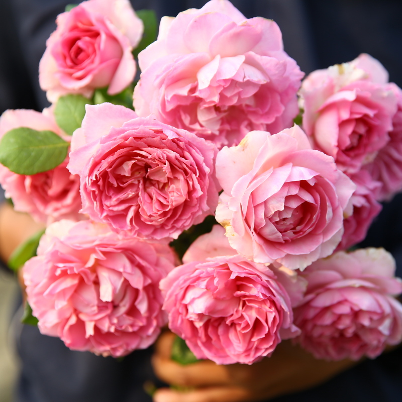 无刺藤本月季罗衣开花浓香阳台