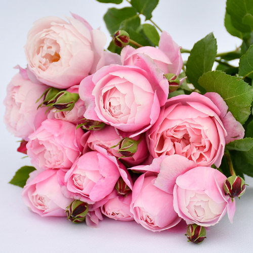 绿植粉色庭院花卉扦插苗灌木月季