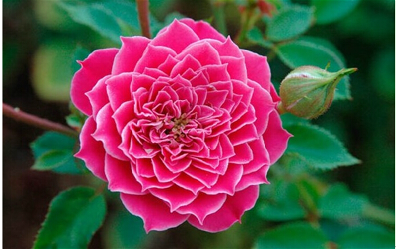 阳台微月 马里奥塔 月季玫瑰淡香庭院多季阳台楼顶花卉小苗,鲜花速递/花卉仿真/绿植园艺,月季/蔷薇/玫瑰,淘宝优惠券,粉丝福利购,淘宝优惠卷