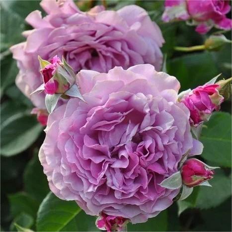 淡紫大花梦紫月季扦插小苗丰花勤花多季重复开阳台盆栽扦插