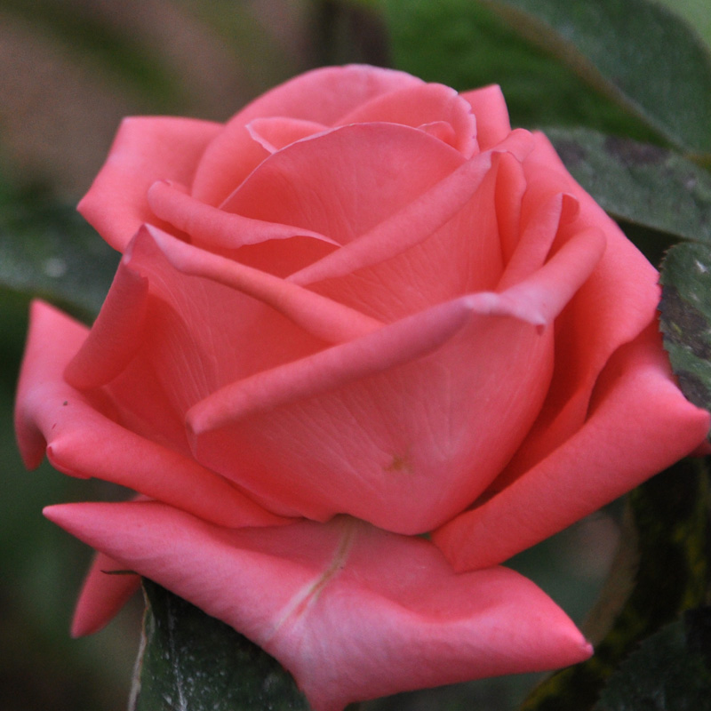 S18中大苗阿杜拉灌木浓香大花原盆原土盆栽地载阳台庭院绿植花卉