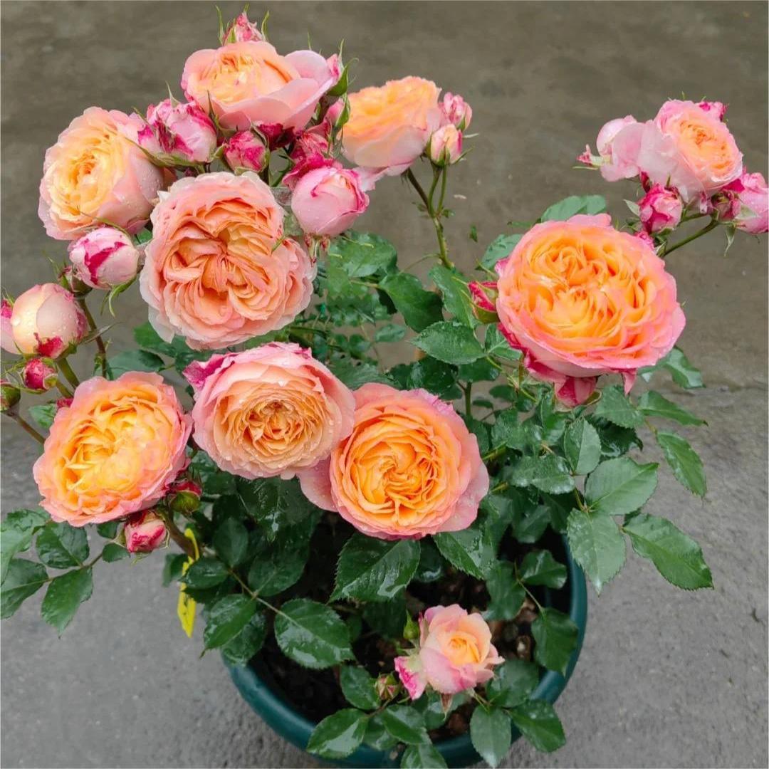 推荐小月季彩虹阳台月季小苗勤花多花微型盆栽浓香多季小苗