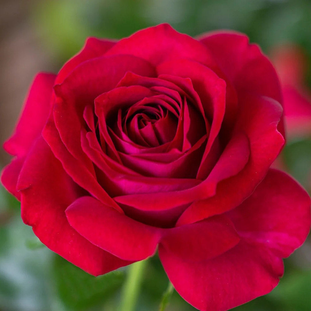 美人丽芙灌木浓香大花多季盆栽地载阳台庭院绿植花卉别墅新手月季,鲜花速递/花卉仿真/绿植园艺,月季/蔷薇/玫瑰,淘宝优惠券,粉丝福利购,淘宝优惠卷