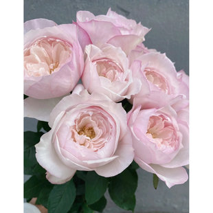 新品樱桃古董浓香大花灌木多季丰花勤花阳台庭院绿植花卉月季扦插