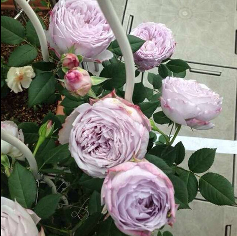 浩田花苑推荐日月青金石