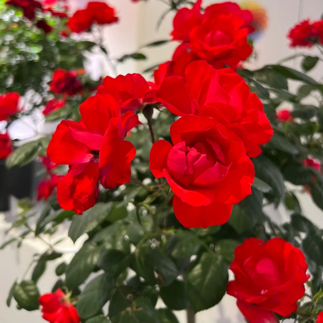 北京红高架花苗新手勤花丰花灌木盆栽地载耐寒耐旱耐造低维护月季