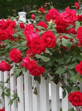 藤本月季佛罗伦萨/弗洛伦蒂娜阳台盆栽的多头庭院红色月季花苗