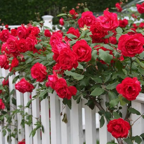 藤本月季佛罗伦萨阳台盆栽多头