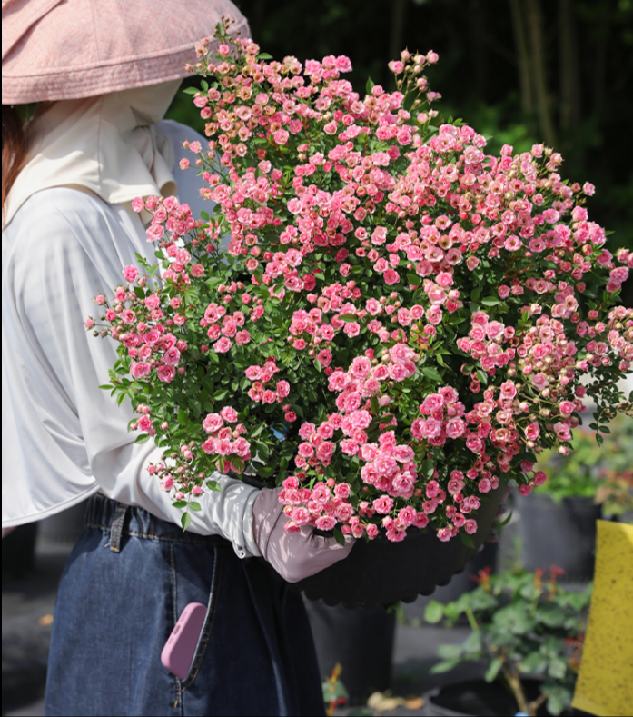 阳台盆栽微月季 超微 姬月季勤花小的月季花小苗枝可比针还细