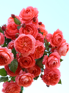 花盆栽多季 月季 灌木包子阳台庭院植物花卉 夏日花火 浩田花苑