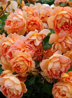 灌木月季帕特奥斯汀阳台盆栽的小藤本多头庭院橙色月季花苗