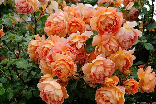 灌木奥斯汀庭院橙色月季花苗