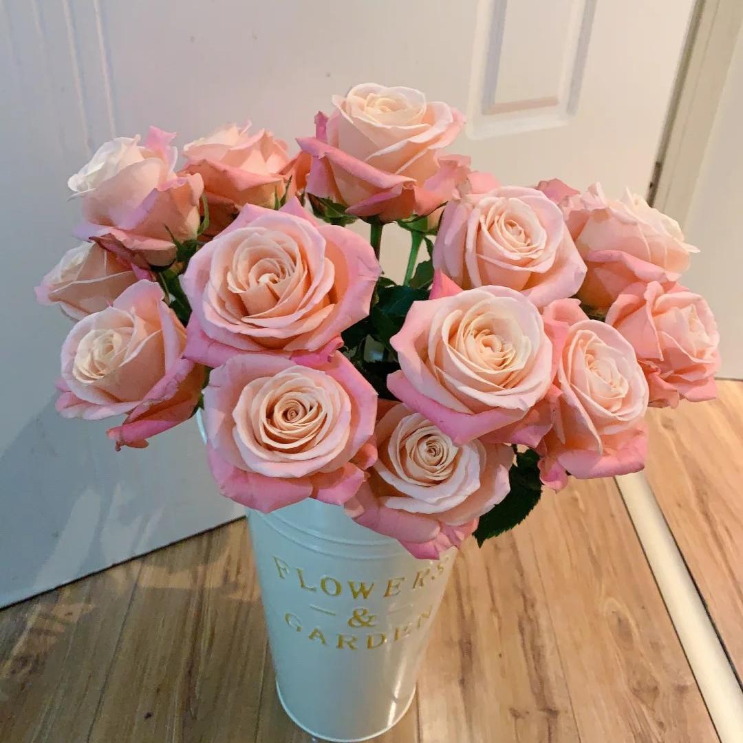 新品猪猪小姐灌木大花切花多季绿植花卉盆栽地载阳台庭院月季小苗