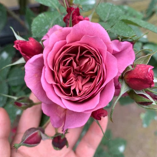 月季小苗葵AIO复古日本丰花月季微型切花花园盆栽地栽多季花