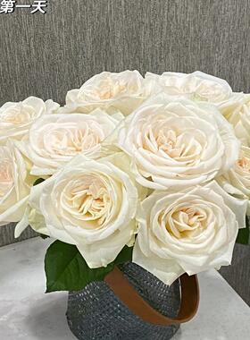 白荔枝灌木浓香切花多季丰花勤花阳台庭院绿植花卉耐晒耐雨林