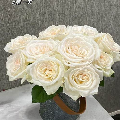 白荔枝灌木浓香切花多季丰花勤花阳台庭院绿植花卉耐晒耐雨林