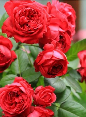 藤本欧月红色龙沙宝石庭院爬藤多季大花浓香多花耐热季花苗