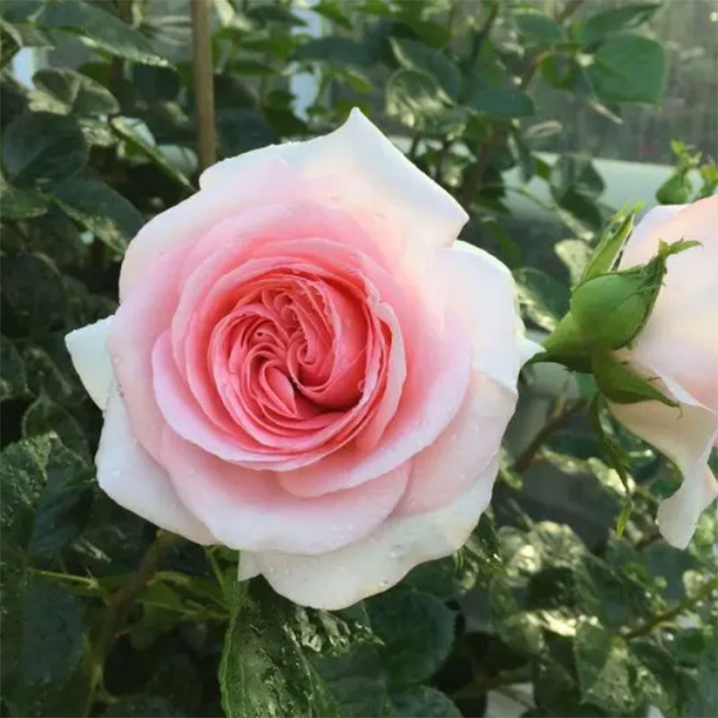 新品大花扦插月季珍珠泉花大花淡香月季庭院阳台盆栽绿植花卉小苗