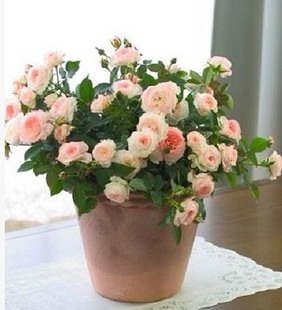 浩田花苑 阳台微型月季 粉色微月可爱多 More 花小苗 Lovery