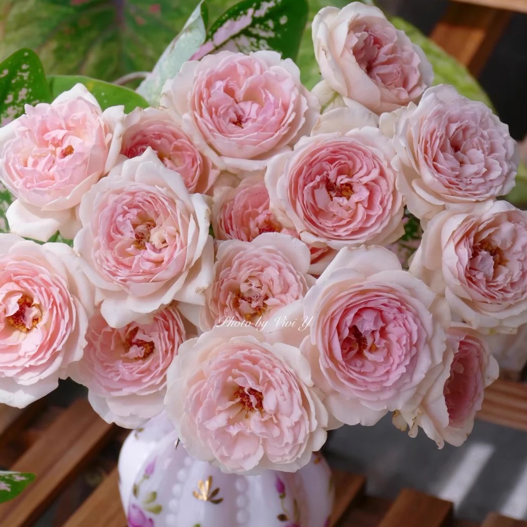 伊芙许愿之心灌木浓香大花多季丰花勤花切花盆栽地载绿植花卉小苗