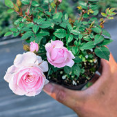 超微玛丽月季 新品 扦插迷你月季 阳台玫瑰庭院盆栽花卉小苗