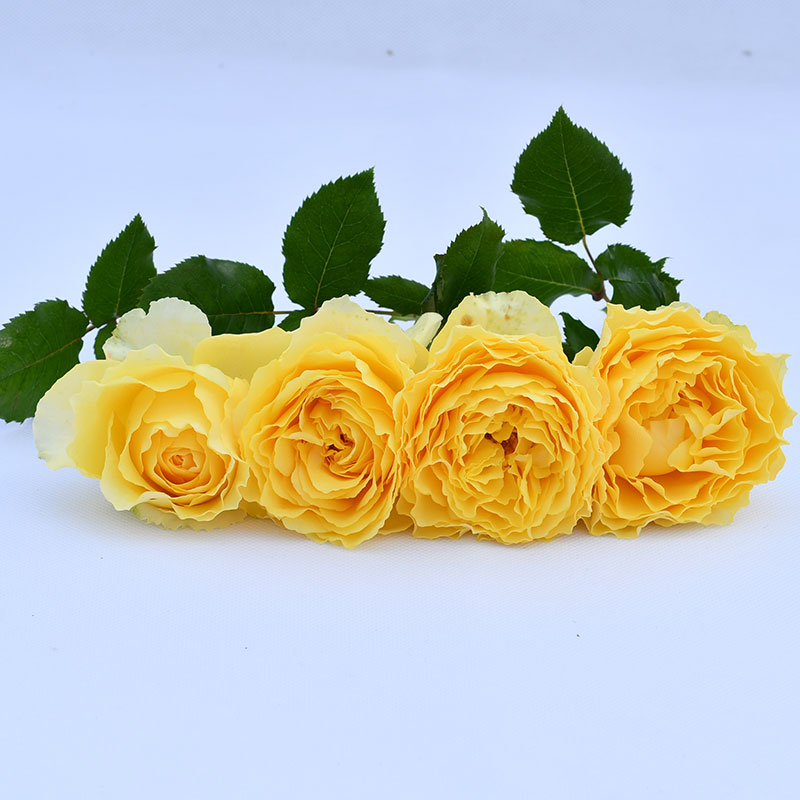 大花香味月季阳光笑容月季小苗庭院阳台盆栽别墅地载多季花苗