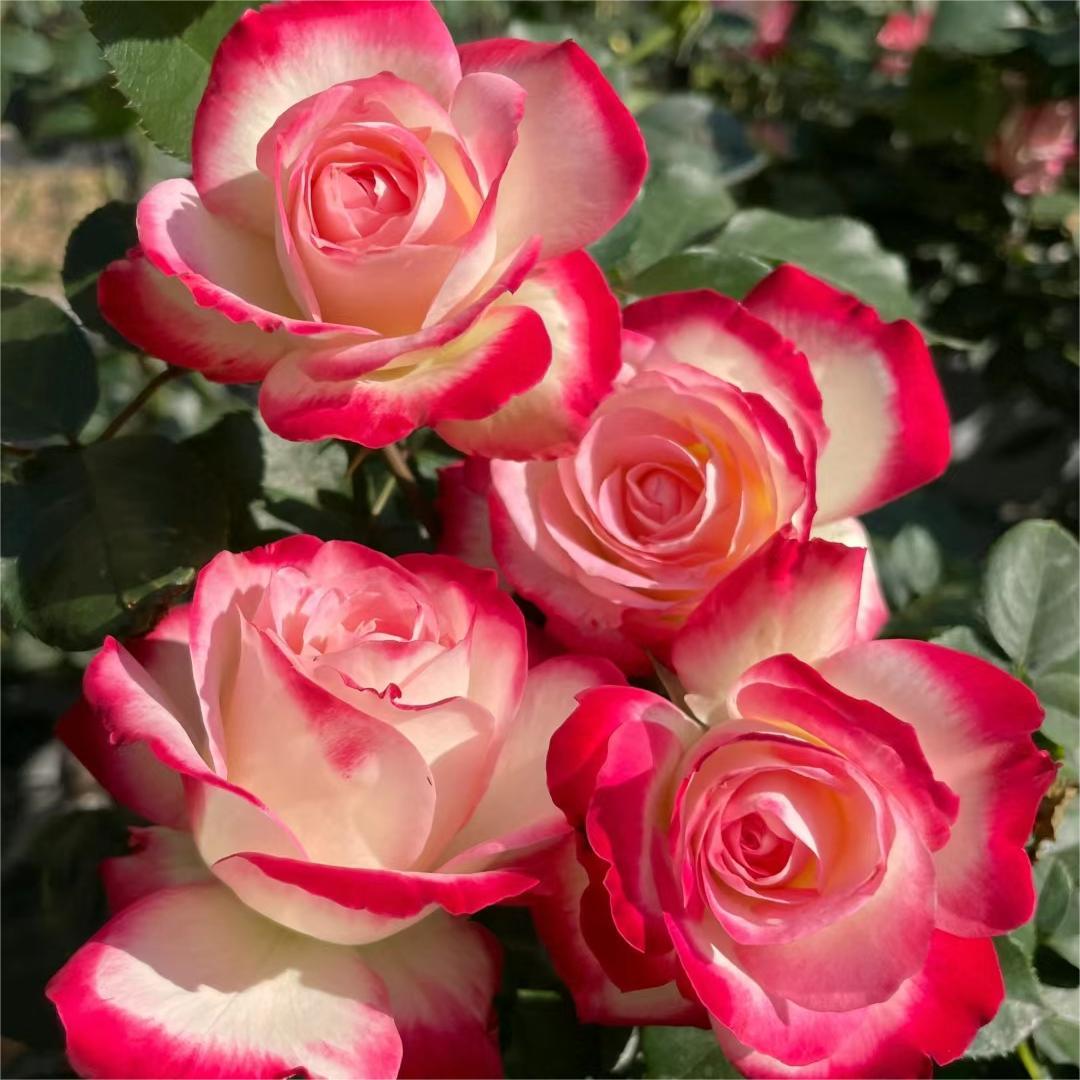 摩纳哥公爵月季丰花勤花多季双公阳台盆栽地载新手庭院苗扦插小苗