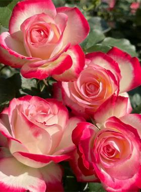 摩纳哥公爵月季丰花勤花多季双公阳台盆栽地载新手庭院苗扦插小苗