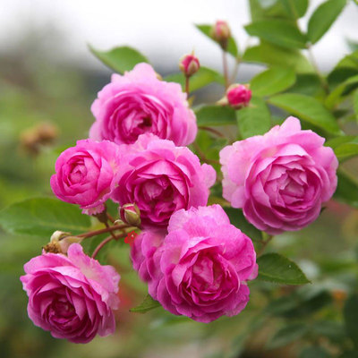 月季小苗玛姬婶婶/大婶阳台微型花量巨大浓香玫瑰小苗