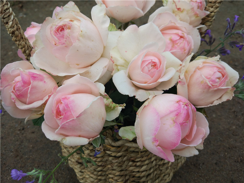 新品月季阳台四季微月绿植盆栽