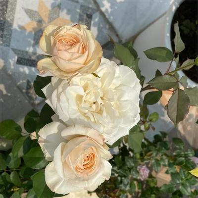 超新品月季比利时公主阿思翠玫瑰切花勤花多季阳台盆栽地载新手苗