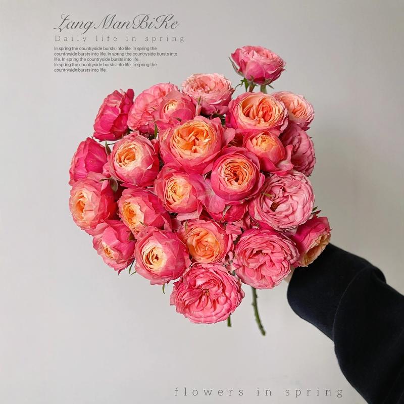 浪漫比克微月勤花丰花阳台庭院新手扦插月季小苗绿植花卉耐晒耐雨