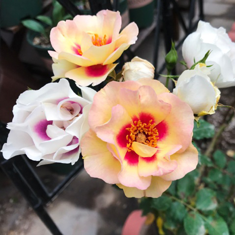 公牛的眼睛丰花勤花灌木多季阳台庭院盆栽地载新手月季小苗绿植苗