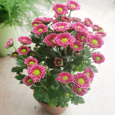 吉祥小雏菊多年生多季丰花勤花绿植花卉盆栽地载菊花新手阳台庭院