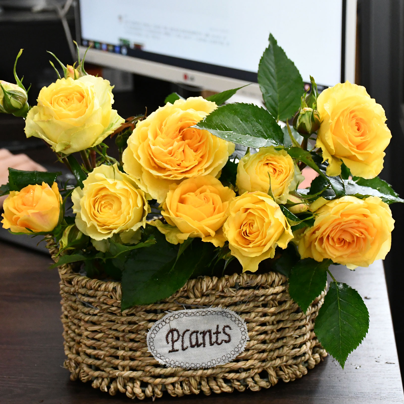 四季庭院露台花卉绿植