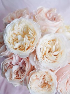 玫瑰灌木中香至淡香多季 新品 unforgetable 难忘 庭院阳台 月季