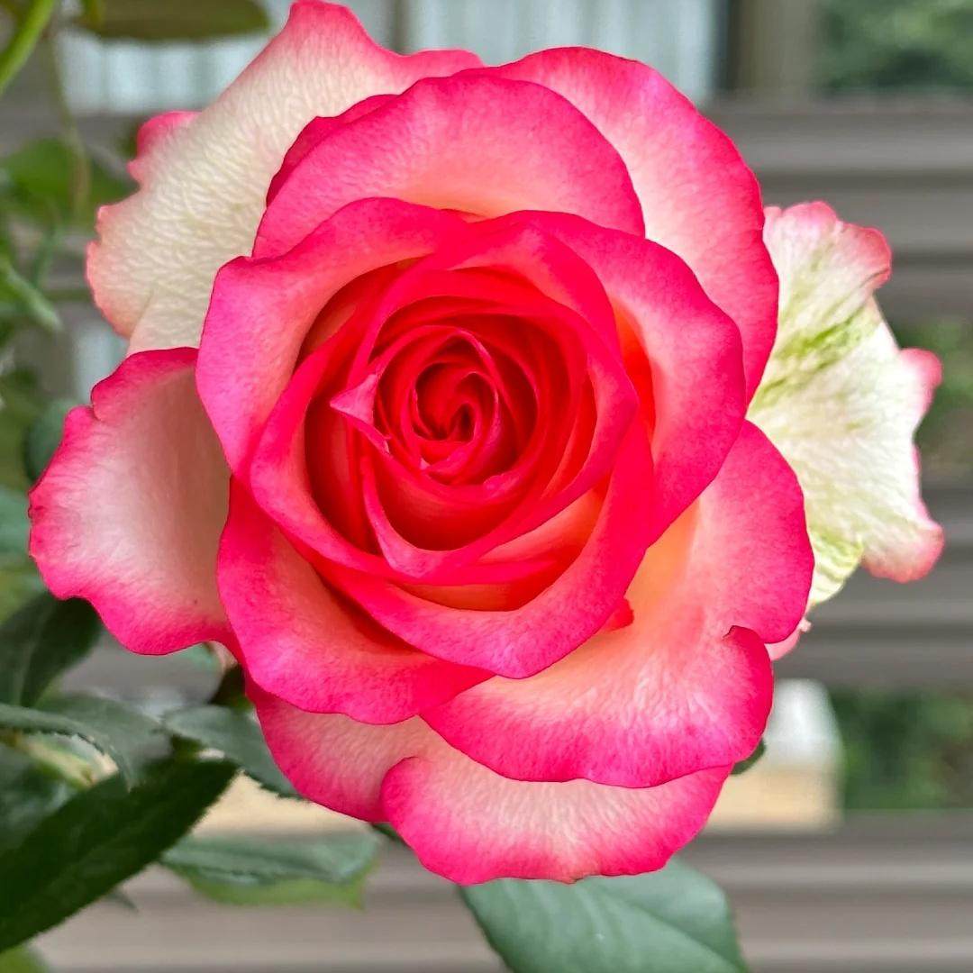 梦露灌木浓香切花多季丰花勤花阳台庭院绿植花卉耐晒耐雨林新手,鲜花速递/花卉仿真/绿植园艺,月季/蔷薇/玫瑰,淘宝优惠券,粉丝福利购,淘宝优惠卷