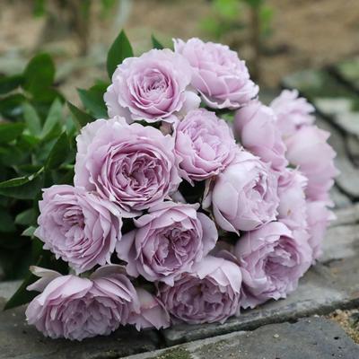 涳濛丰花勤花多季紫色阳台盆栽地载新手庭院多季月季花苗扦插小苗