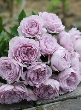 涳濛丰花勤花多季紫色阳台盆栽地载新手庭院多季月季花苗扦插小苗