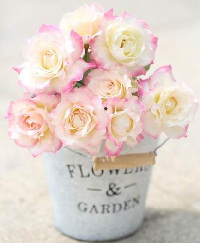 新品月季六翼天使月季灌木玫瑰阳台庭院盆栽花卉小苗